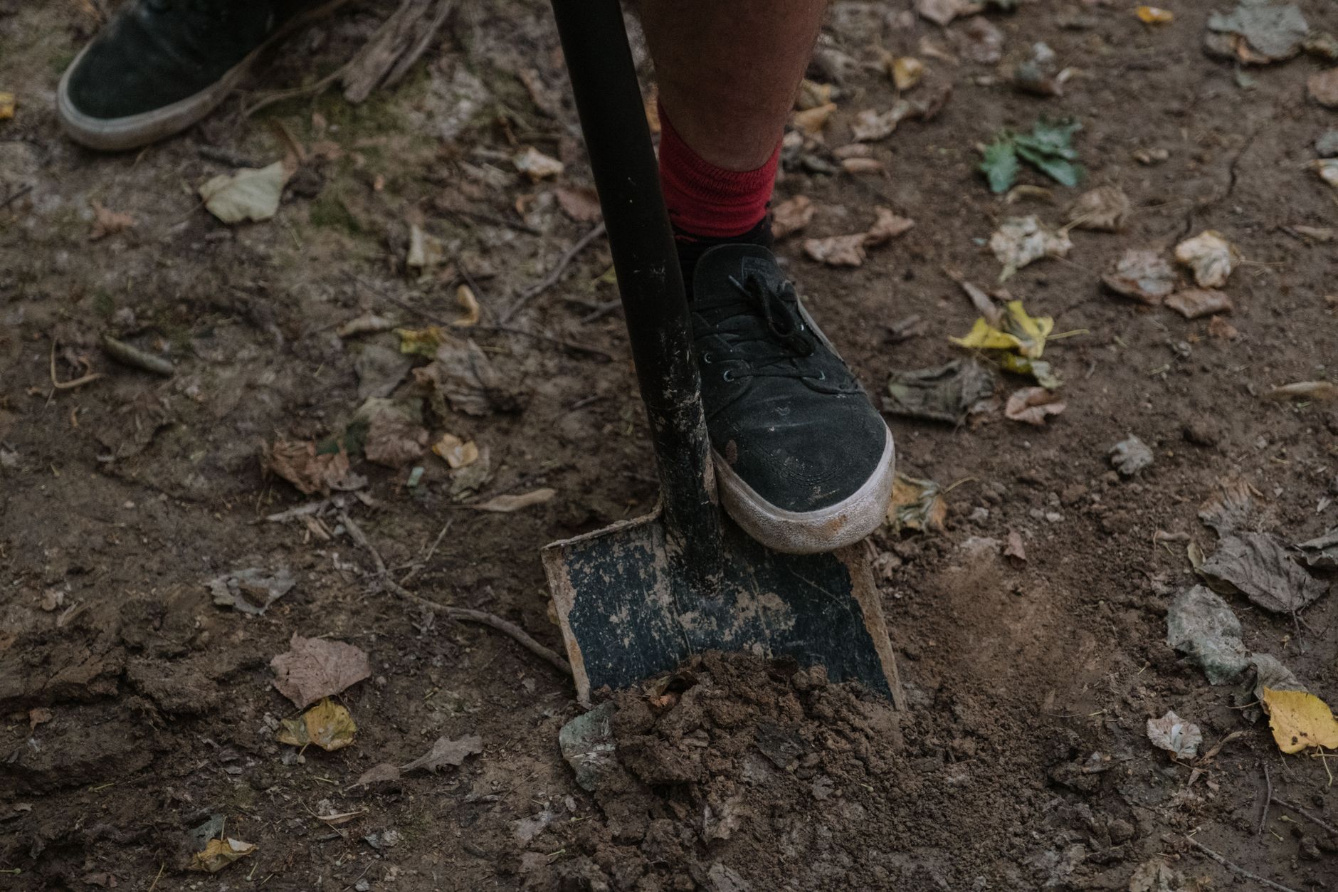 Athlete using allotment digging as off-season cross-training on a British plot