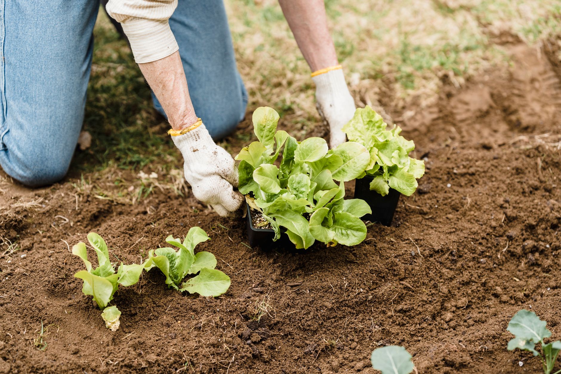 Close-up of allotment cross-training movement — planting and squatting in the kitchen garden